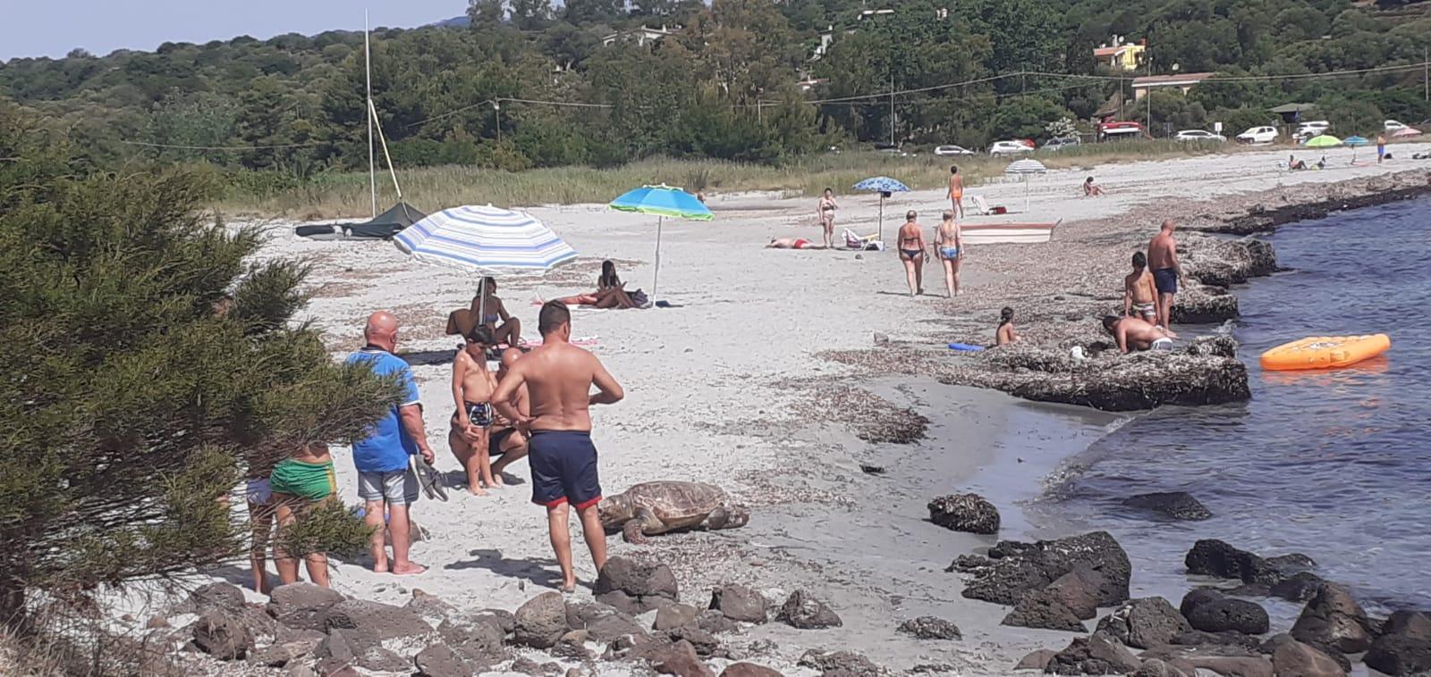 Orosei, un'altra caretta caretta trovata morta in spiaggia a Fuile 'e Mare