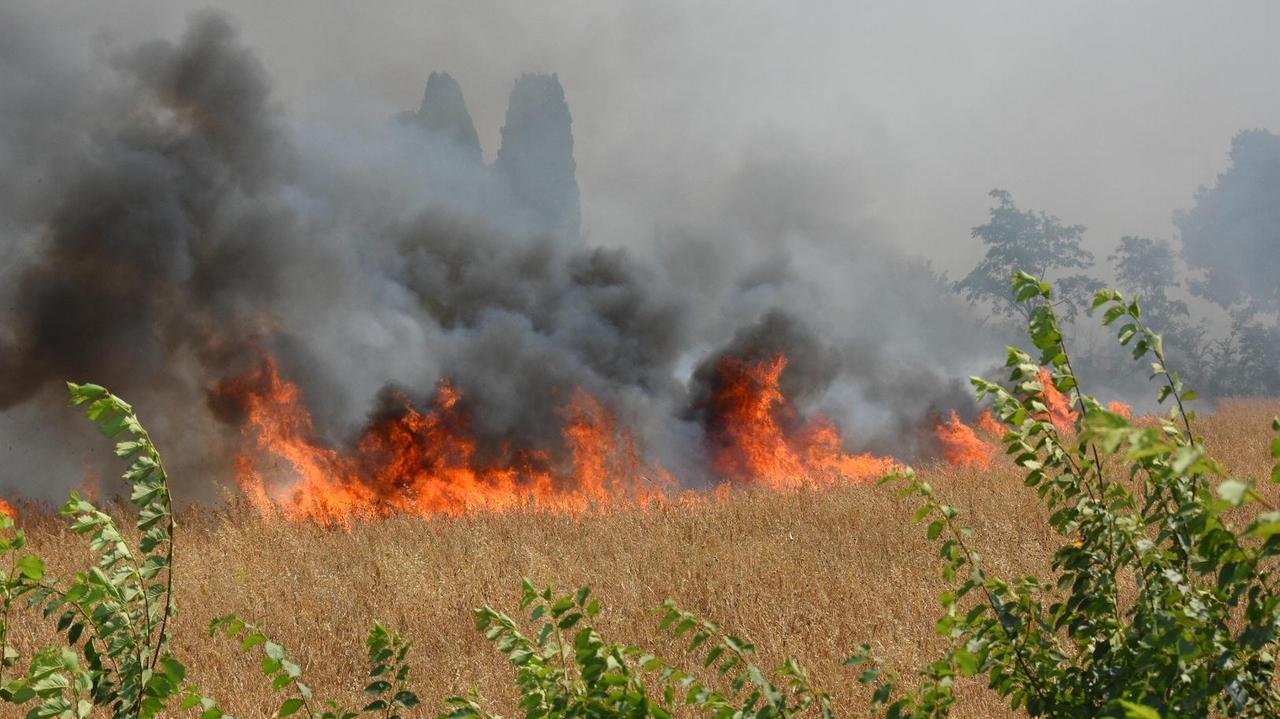 Furioso incendio nelle campagne di Cernaia: distrutti terreni coltivati - Foto