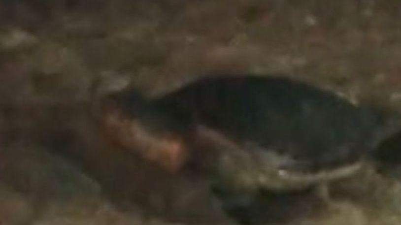 I flash disturbano la deposizione delle uova della tartaruga