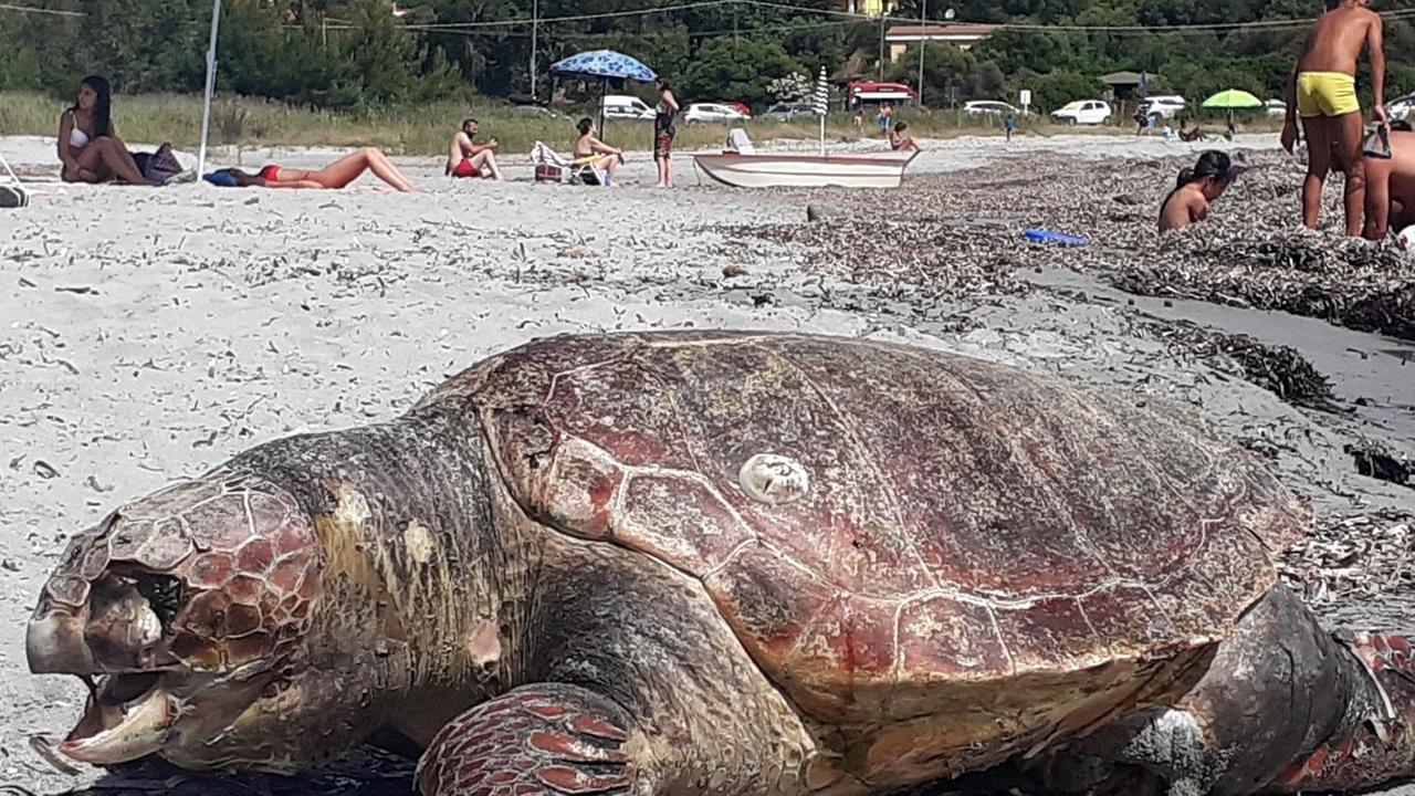 La carcassa di una Caretta trovata in spiaggia a Orosei