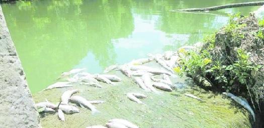 Il fiume Elsa: lungo il suo percorso sono posizionati storditori
