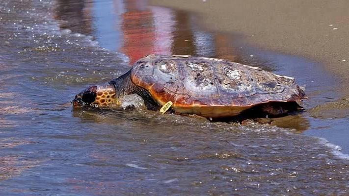 Una tartaruga marina caretta caretta torna in mare dopo essere stata curata da TartaMare