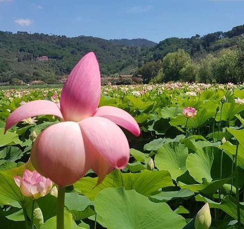 Oltre 3mila visitatori alla via delle erbe e dei fiori