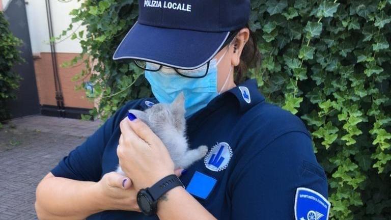 Salvato un gattino e subito adottato