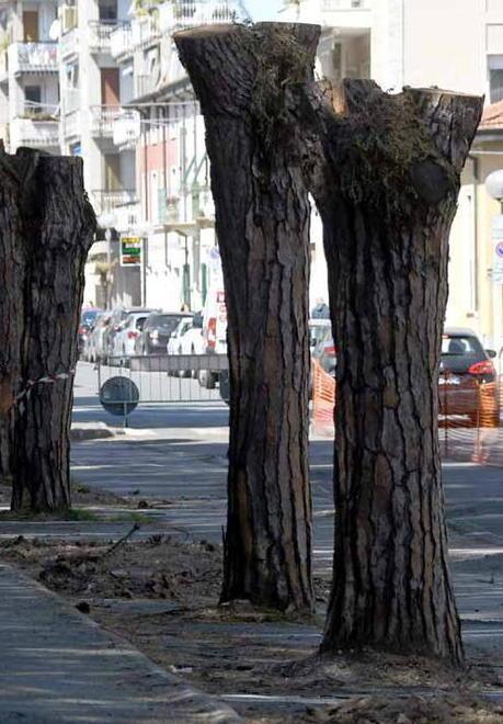 Cancellato il Simposio sui tronchi di pino La giunta ci ripensa: non idoneo al contesto 