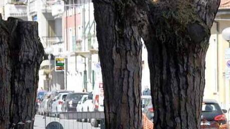 Cancellato il Simposio sui tronchi di pino La giunta ci ripensa: non idoneo al contesto