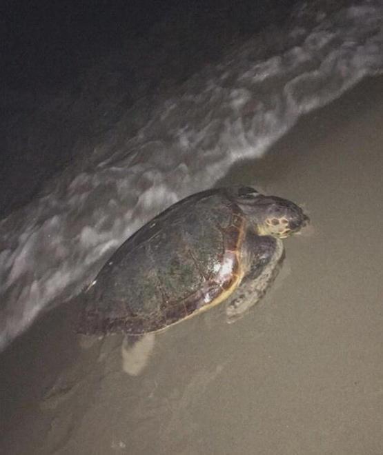 Tartaruga Caretta avvistata vicino a Forte