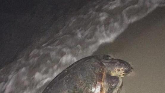 Tartaruga Caretta avvistata vicino a Forte