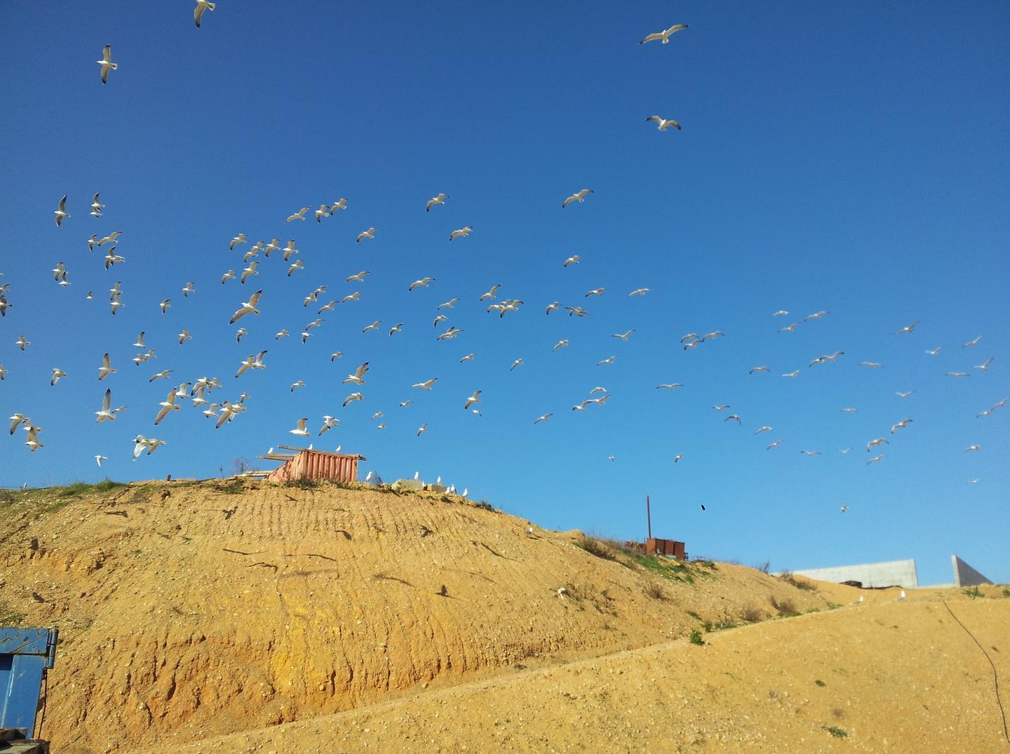 Gabbiani e cornacchie, Borgona sotto “attacco” 