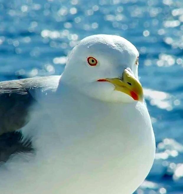 Protetto ma “invadente”, allerta sulla costa per il gabbiano reale 