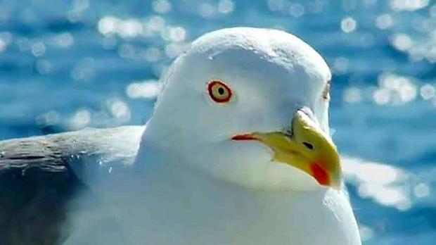 Protetto ma “invadente”, allerta sulla costa per il gabbiano reale