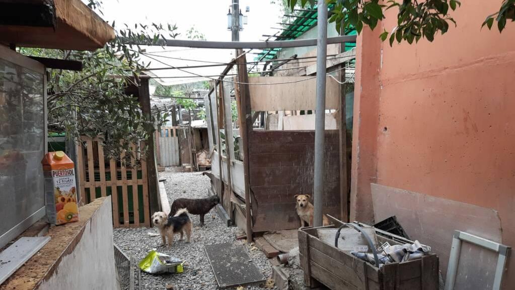 «Aiutateci ad adottare i cani»