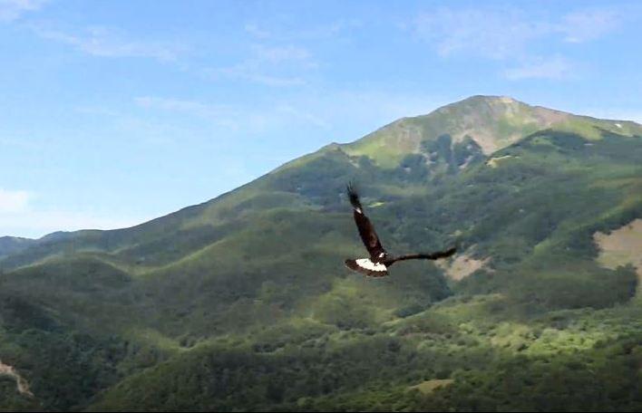Torna a volare l’aquila reale abbattuta in Appennino dai colpi di fucile/VIDEO 
