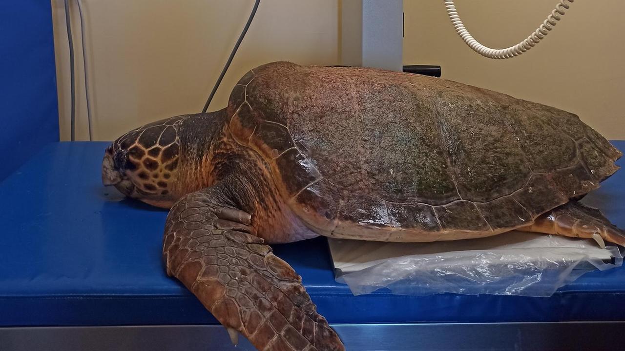 Asinara tartaruga salvata dalla plastica 