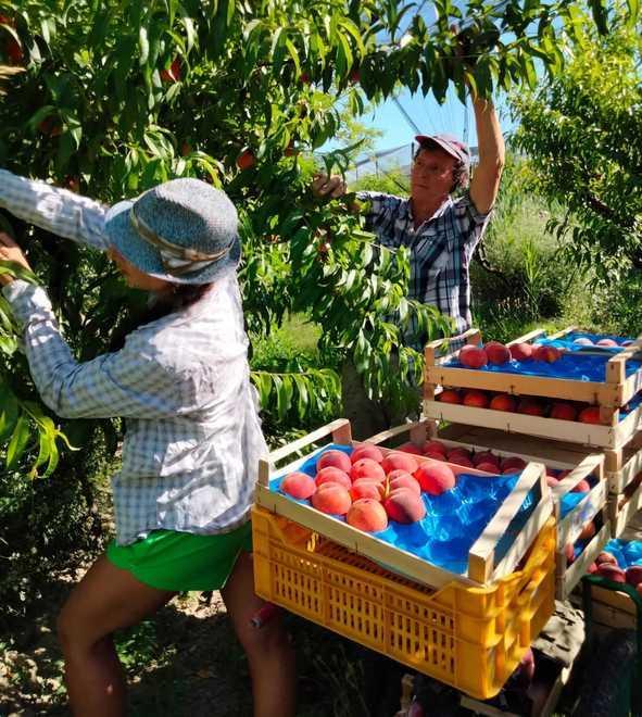 Pesche “gelate” Danni al 70% del raccolto 