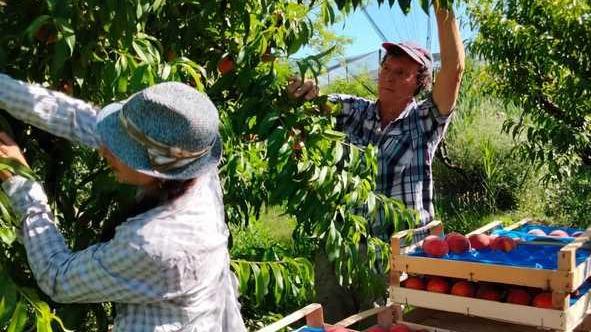 Pesche “gelate” Danni al 70% del raccolto