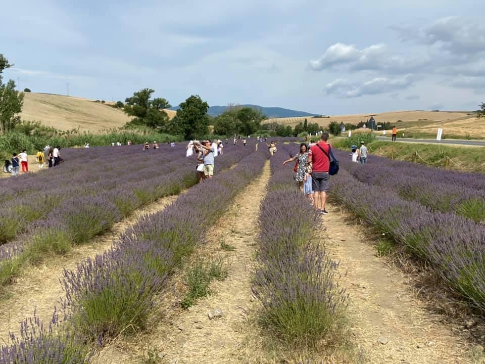 Un campo di lavanda a Santa Luce