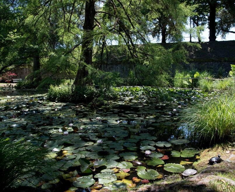Il Canto degli Alberi Concerto il 9 luglio all’Orto Botanico