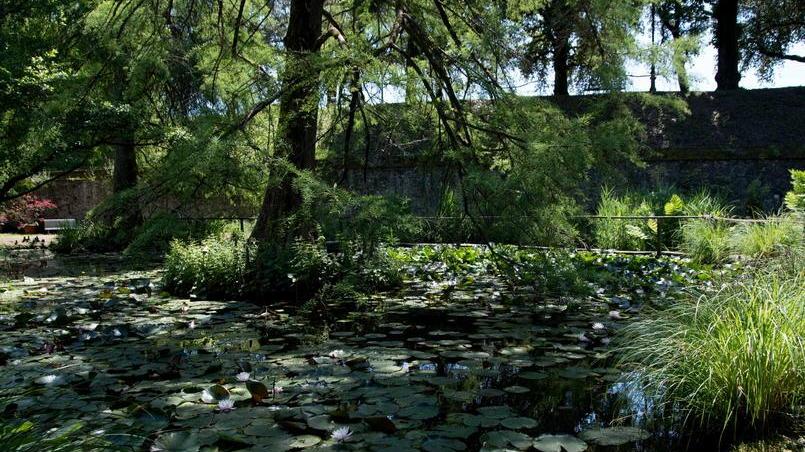 Il Canto degli Alberi Concerto il 9 luglio all’Orto Botanico