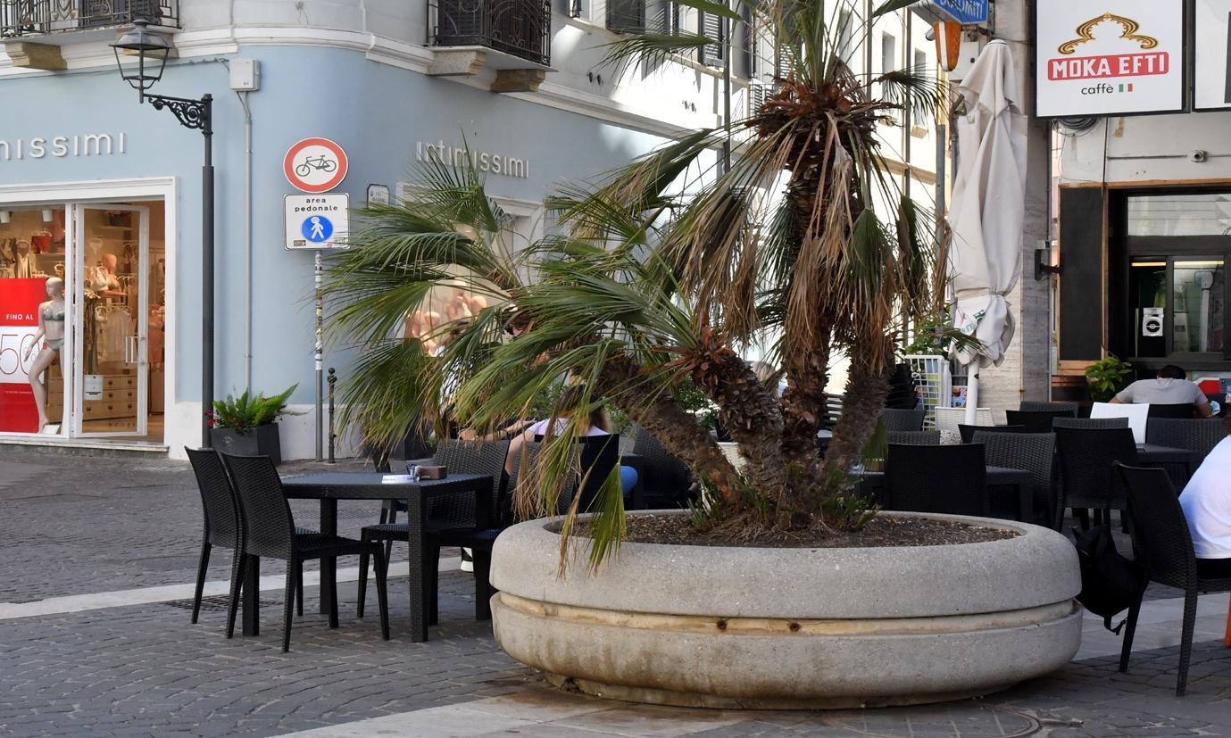 Le palme dimenticate di piazza Roma