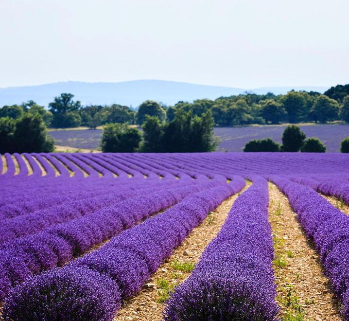 I campi di lavanda in fiore, tra business e meta turistica 
