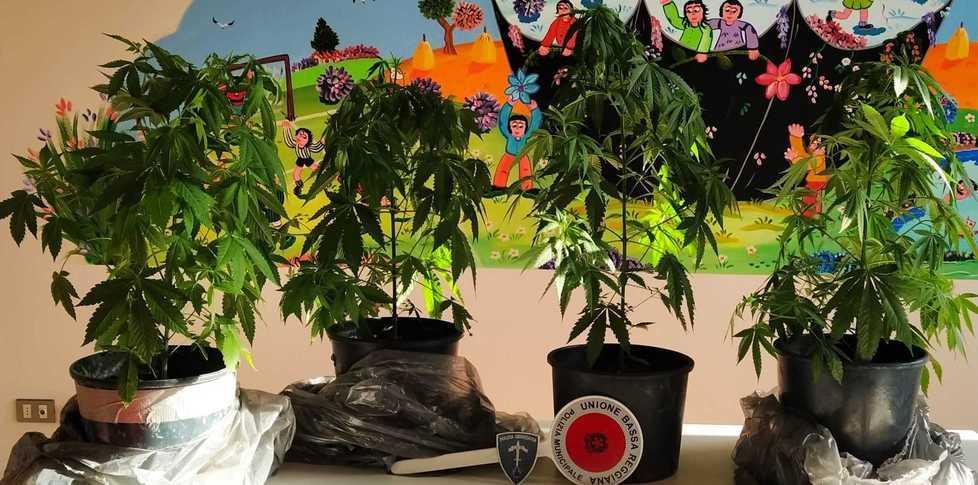 Coltiva marijuana nell’appartamento in ristrutturazione 