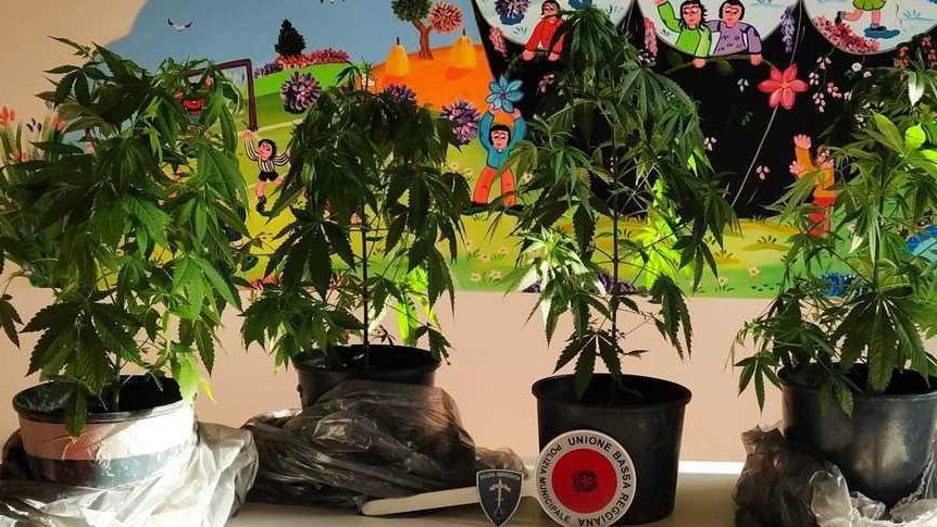 Coltiva marijuana nell’appartamento in ristrutturazione