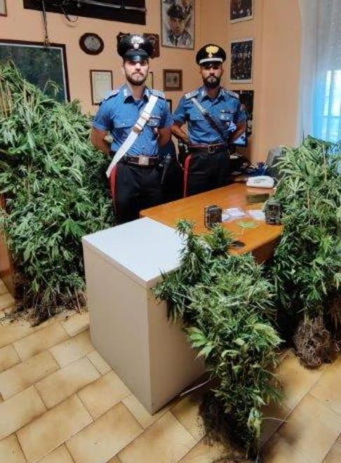 Sorpresi a coltivare 180 piante di marijuana Messi ai domiciliari 