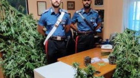 Sorpresi a coltivare 180 piante di marijuana Messi ai domiciliari