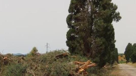 Taglio di pini e cipressi, critiche del Wwf «Distrutti tanti nidi»