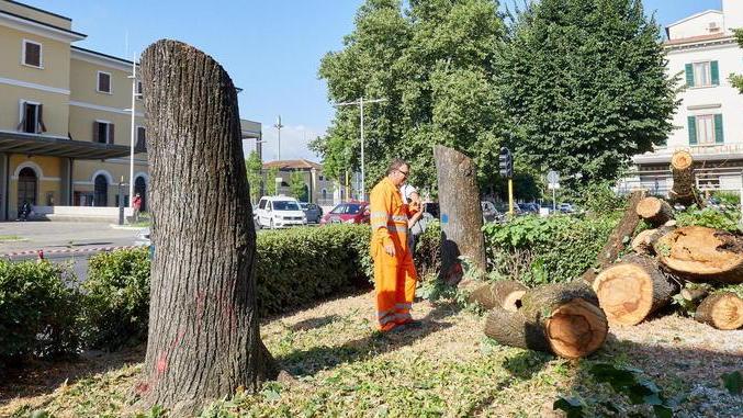 Iniziato il taglio in piazza Don Minzoni