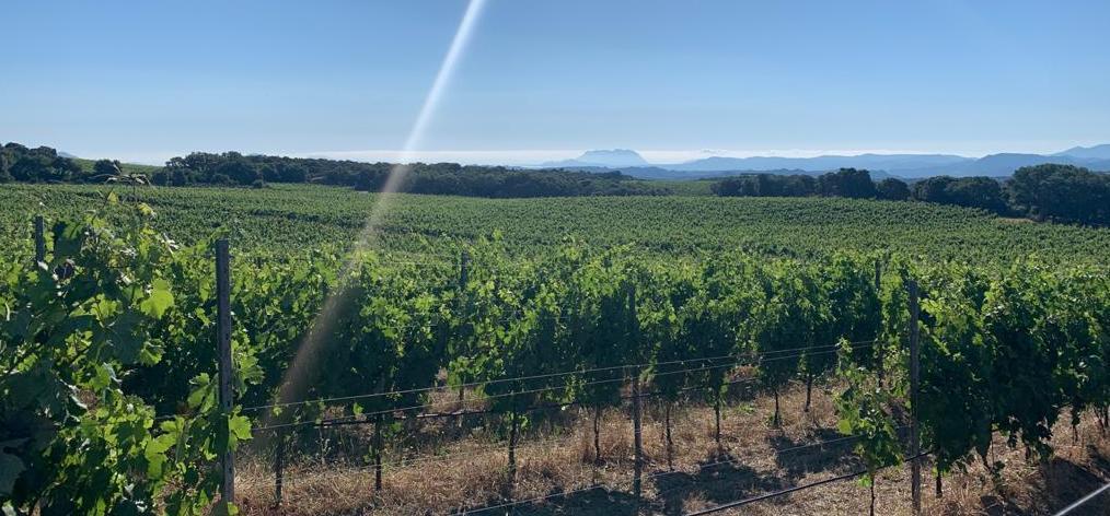 Telti brilla al concorso del vermentino 