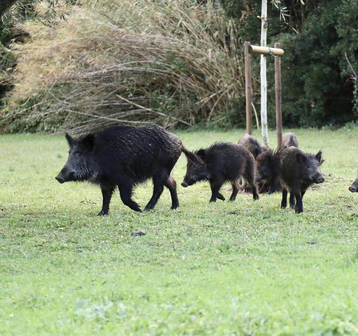 I cinghiali assaltano i terreni, disperati gli agricoltori
