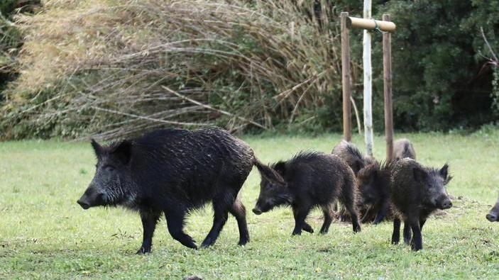 I cinghiali assaltano i terreni, disperati gli agricoltori