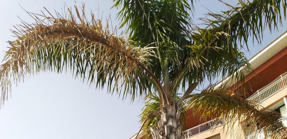 «Palme da potare, bidoni da svuotare» “Uniti” protesta