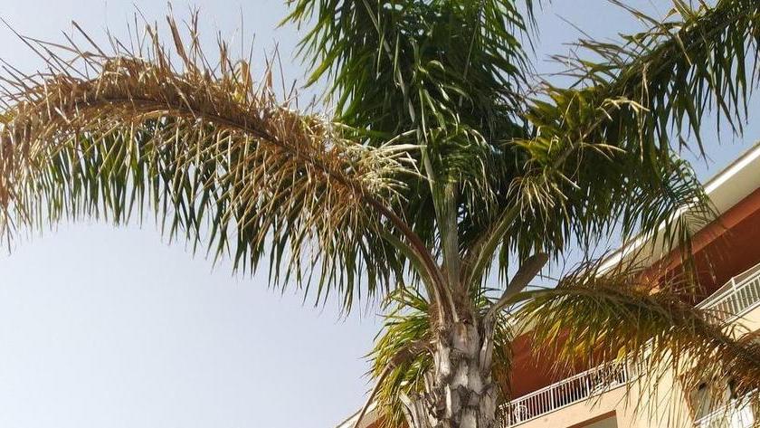 «Palme da potare, bidoni da svuotare» “Uniti” protesta