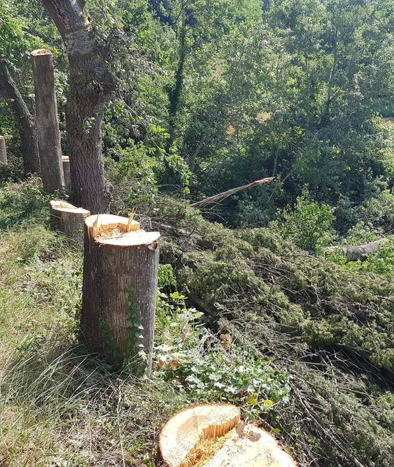 «Cipressi, ora Giglioli faccia causa a Enel» 
