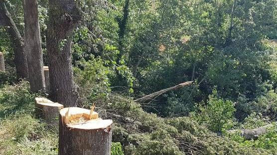 «Cipressi, ora Giglioli faccia causa a Enel»