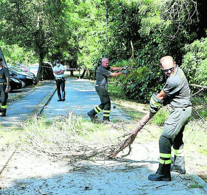 Un tronco d’albero si schianta sulla pista ciclabile di via Zara