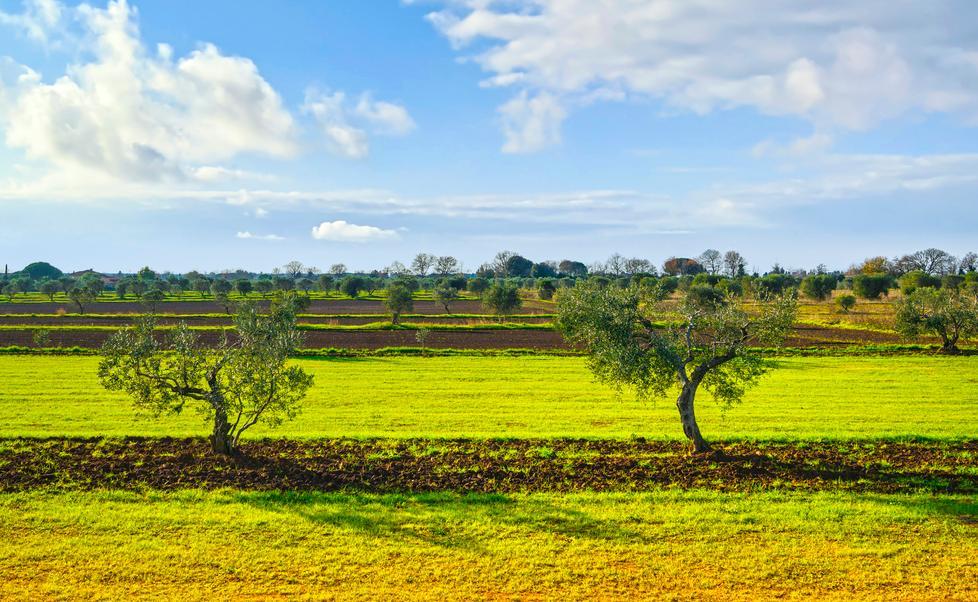 Scapigliato, ecco il regalo di 245mila piante di olivo a coltivatori e agriturismi 