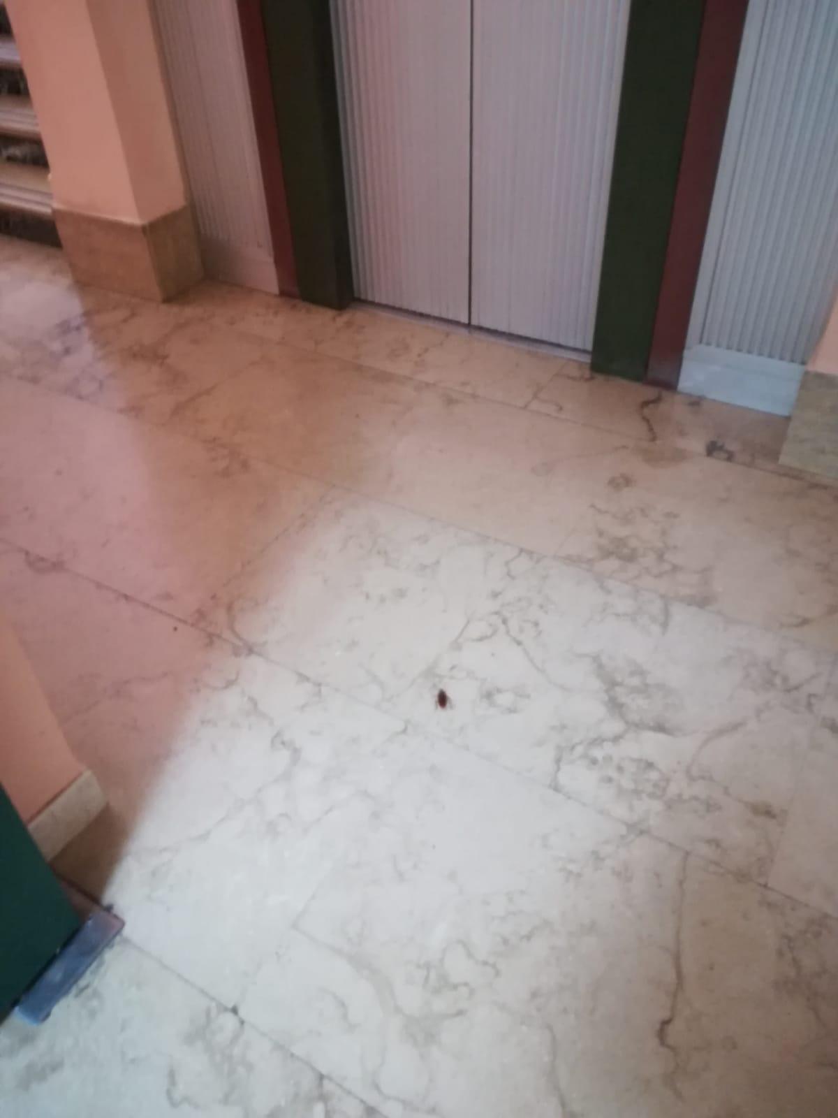 Una blatta vicino all'ascensore del Materno infantile alle Cliniche di San Pietro