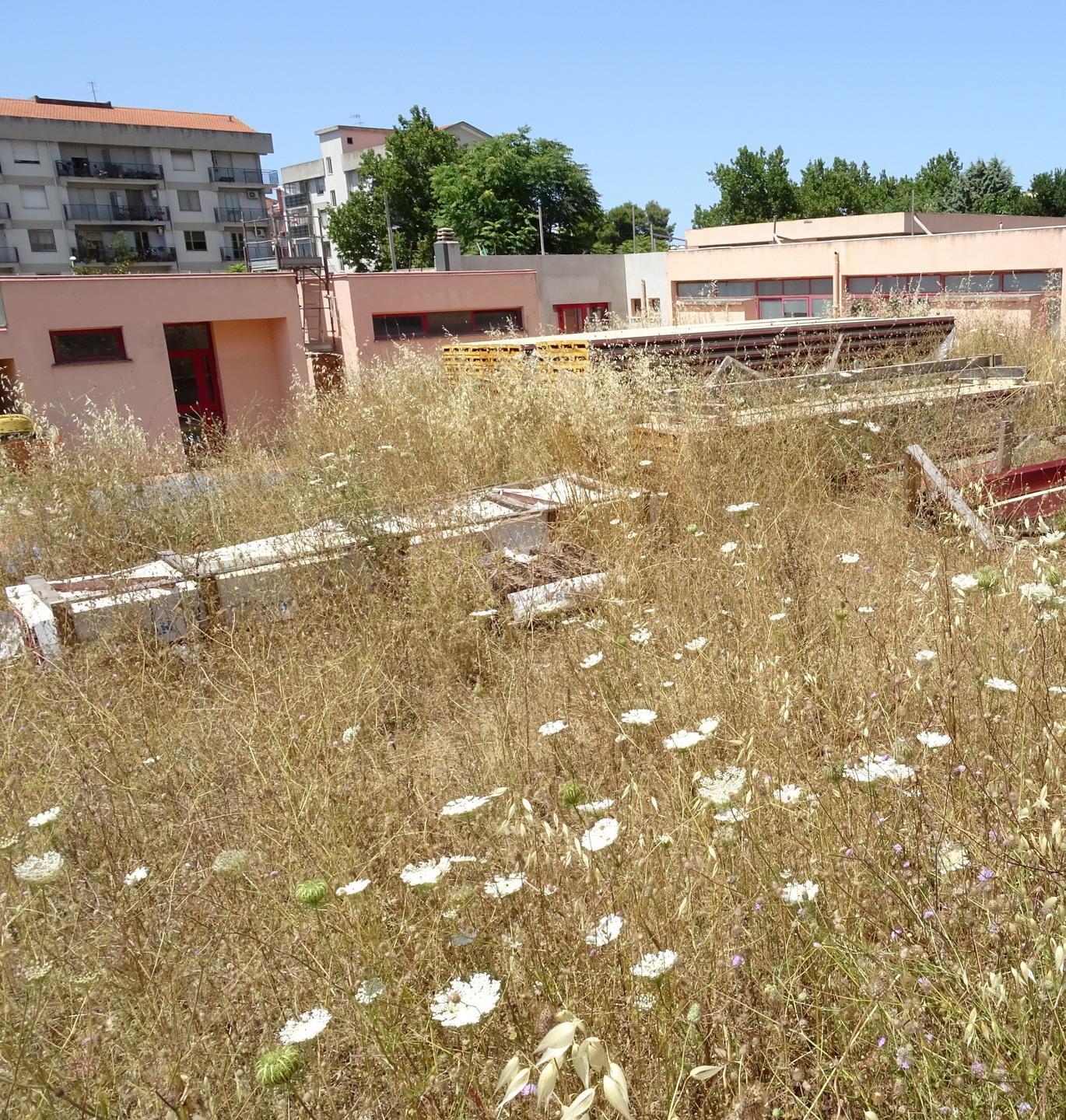 Sterpaglie nel giardino della scuola
