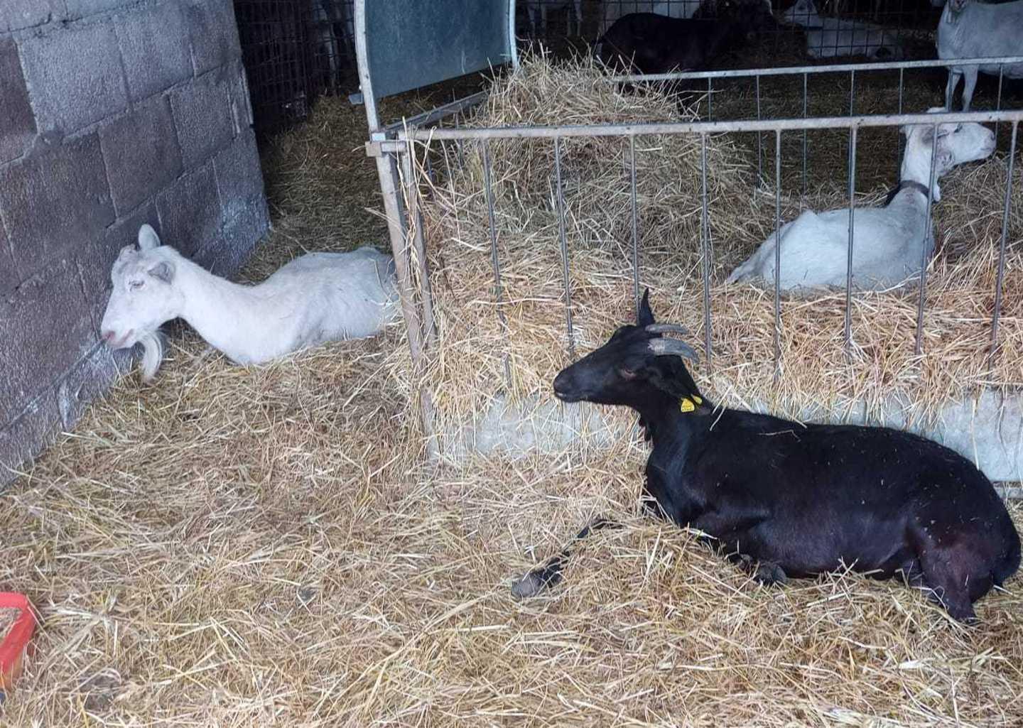 «Agalassia, ristori agli allevatori» 