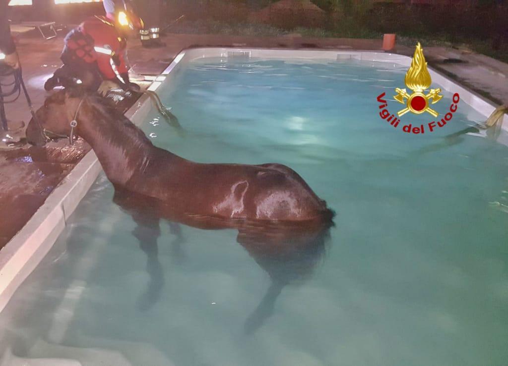 Cavallo finisce in una piscina a Santa Giusta: i vigili del fuoco lo tirano fuori con una autogru