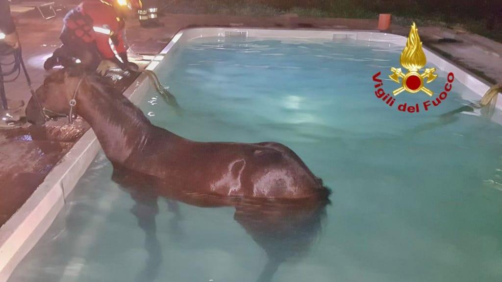 Cavallo finisce in una piscina a Santa Giusta: i vigili del fuoco lo tirano fuori con una autogru