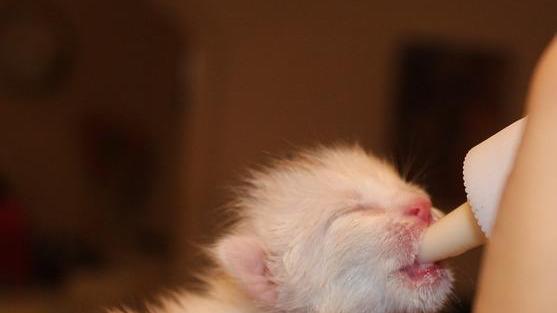 Canile e gattile, open day per adottare un felino