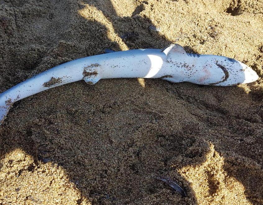 Verdesca spiaggiata e cinghiale in mare: il sabato triste e surreale di Baratti 
