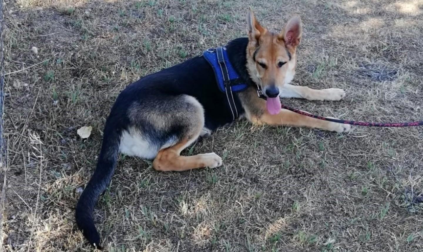 Olbia, pastore tedesco si chiude in auto con l’aria condizionata accesa 