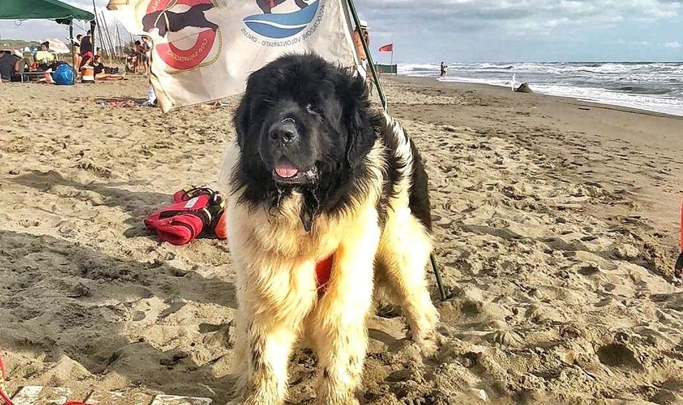 Una giornata sulla spiaggia per i bambini con disabilità