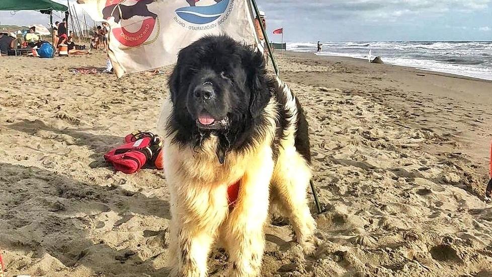 Una giornata sulla spiaggia per i bambini con disabilità